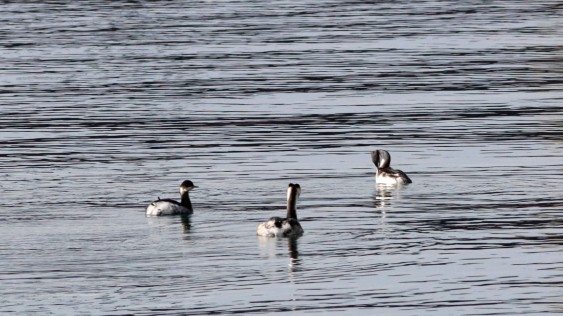 В Източните Родопи се провежда зимно преброяване на водолюбивите птици