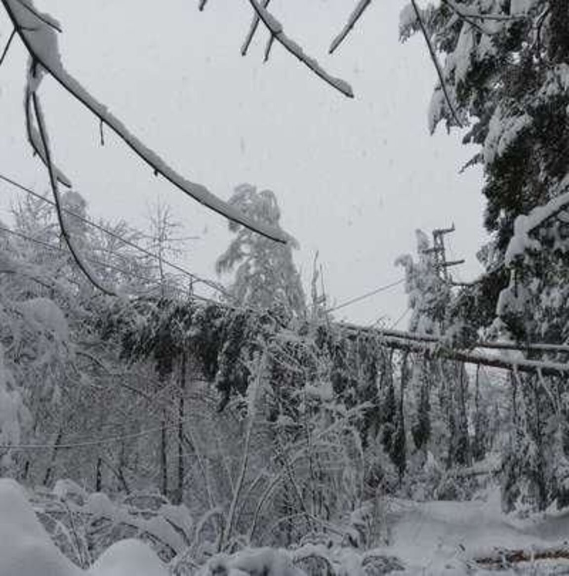Селища в община Чепеларе все още са без ток заради паднали дървета по далекопроводите