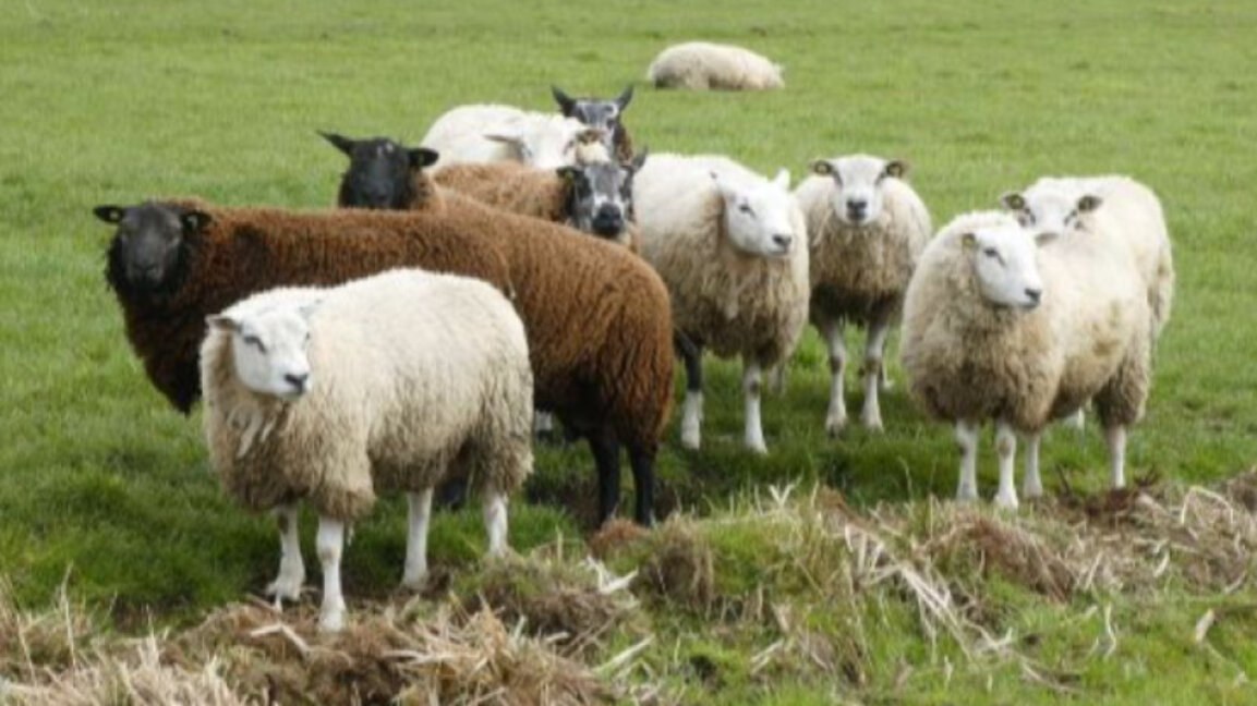 Още 11 нови огнища на шарка в Пловдивска област, вече са 65