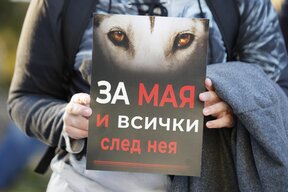 Протести срещу насилието над животни ще има в София и Варна