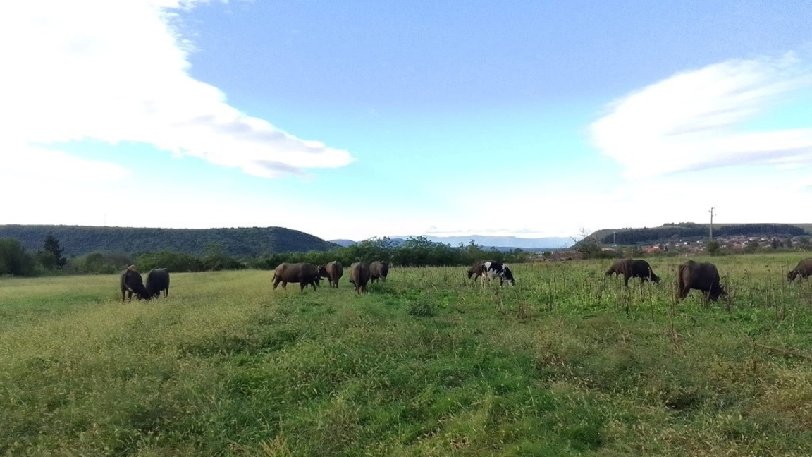 Огнище на антракс в Черногор