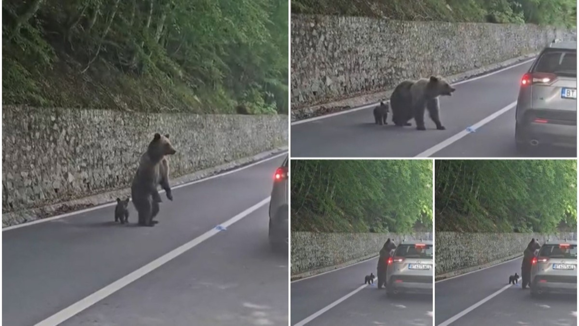 Bear attacks Bulgarian tourist in Romani...