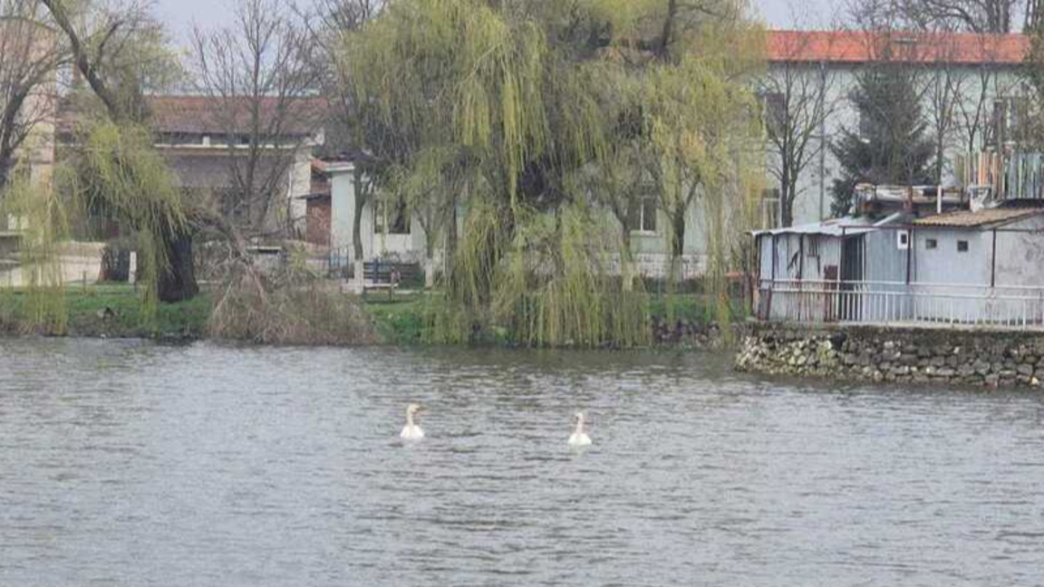 Sevar’da ilk kez görülen beyaz kuğu çifti köy halkını mutlu ediyor