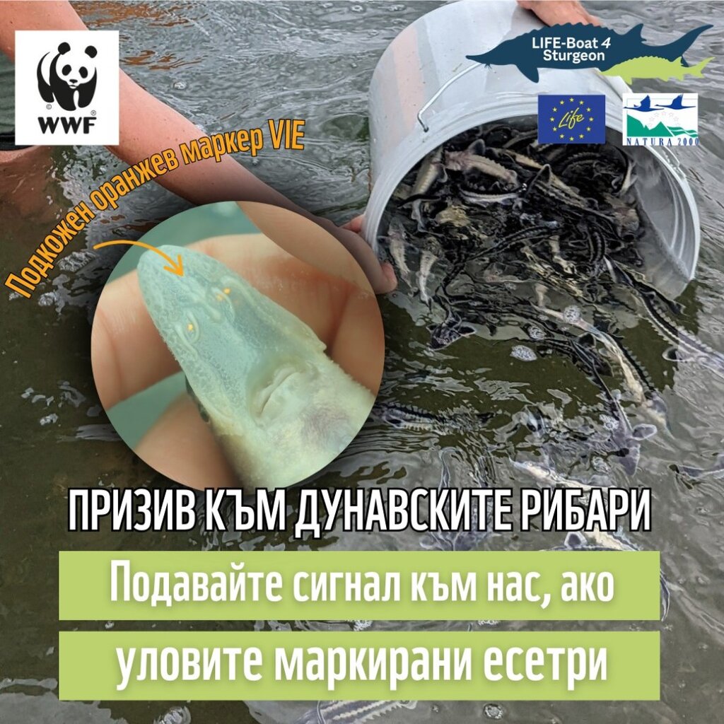 6 500 руски есетри плуват в река Дунав