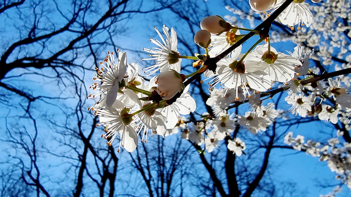 прогноза за времето Остава пролетно