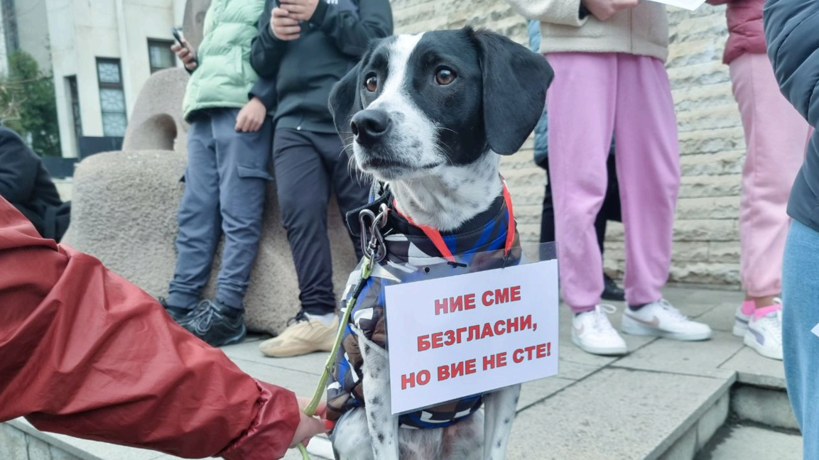 Идеја о агенцији за заштиту животиња ужива широку подршку у јавности