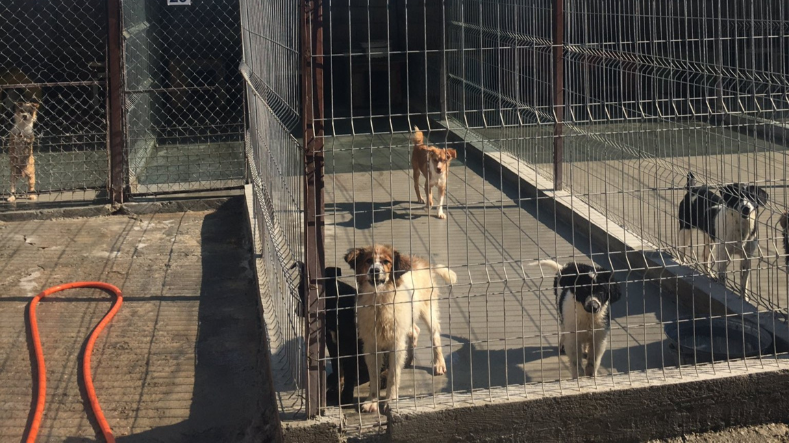 Случаи на гана при кучета в Шумен