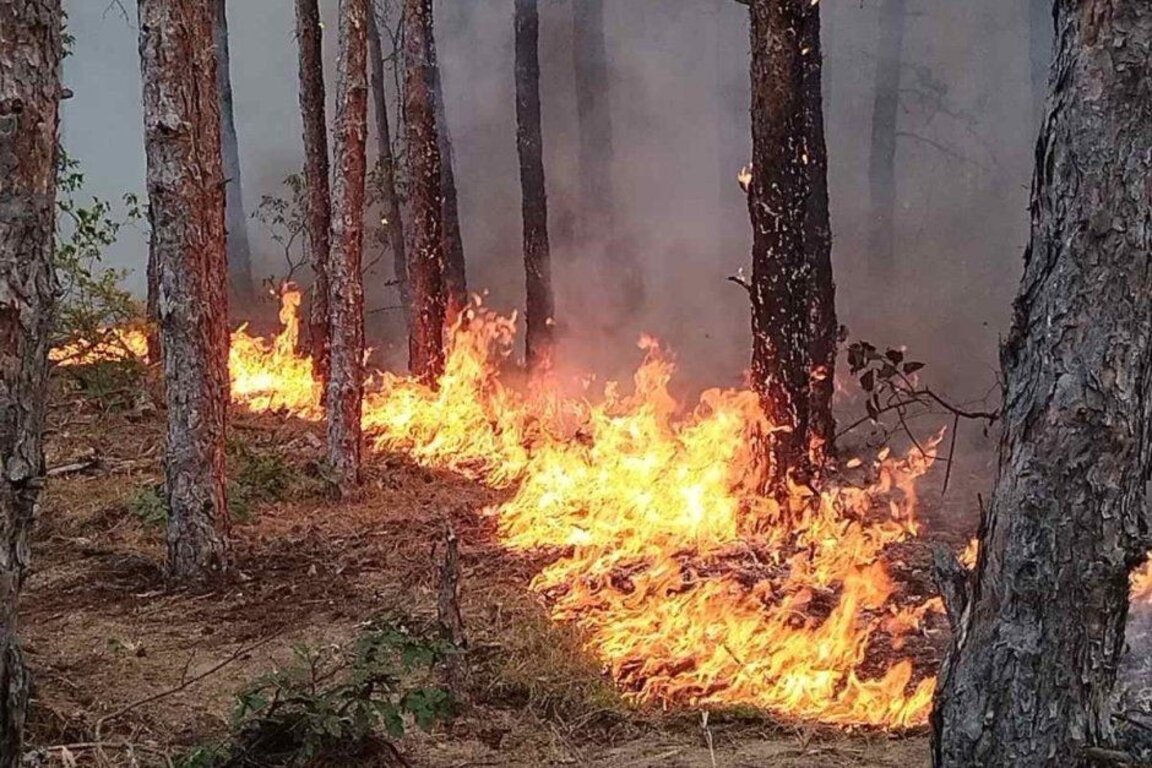 Овладяха пожар в иглолистна гора над Хисаря