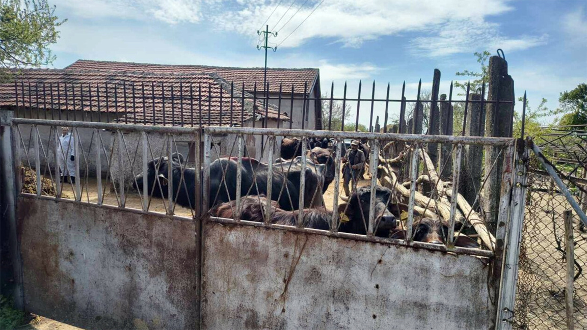 Şarbon bulaşmış etin market raflarına ulaşıp ulaşmadığı araştırılıyor