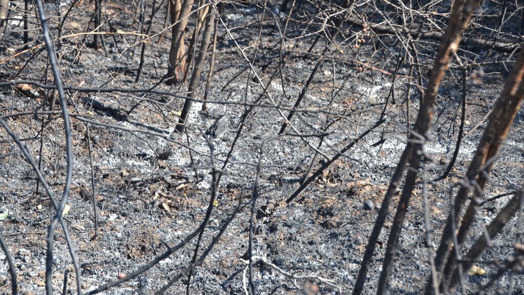Floods and fires cause state of disaster in populated areas in Bulgaria