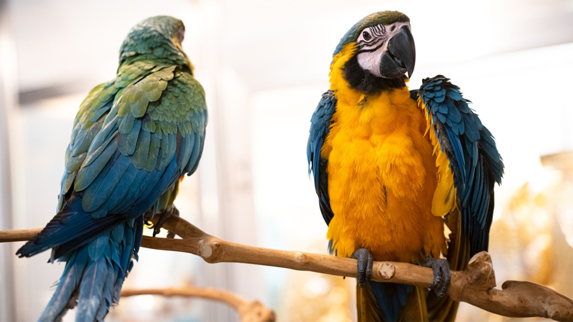 Se aproxima SOFIA ZOO EXPO 2026 