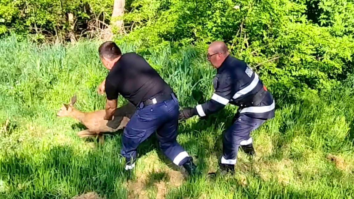Спасиха сърна от напоителен канал край село Кортен