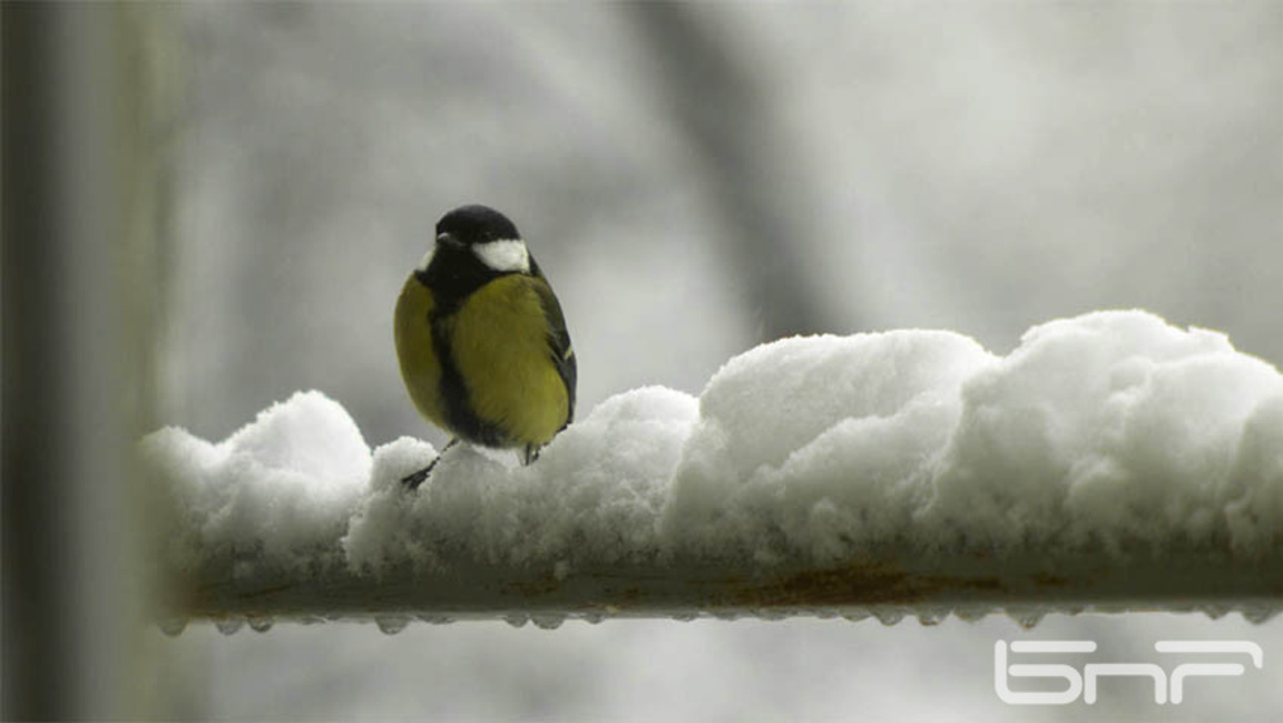зима; сняг; птица; студ; време, прогноза