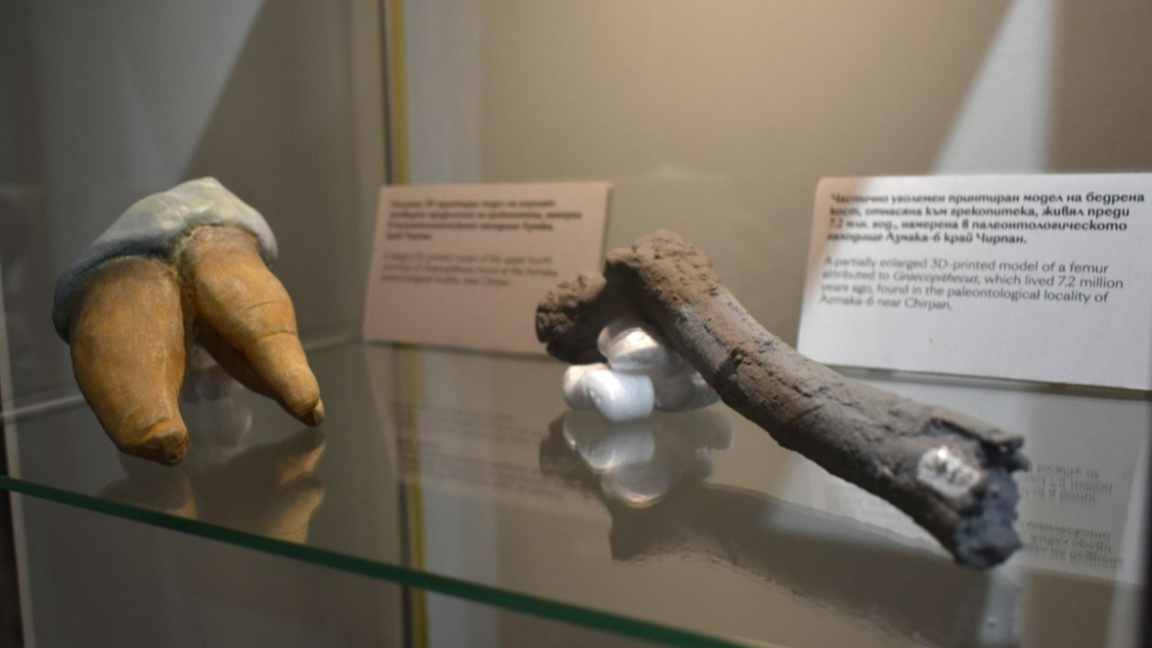 Importante hallazgo arqueológico revela detalles de la evolución humana 