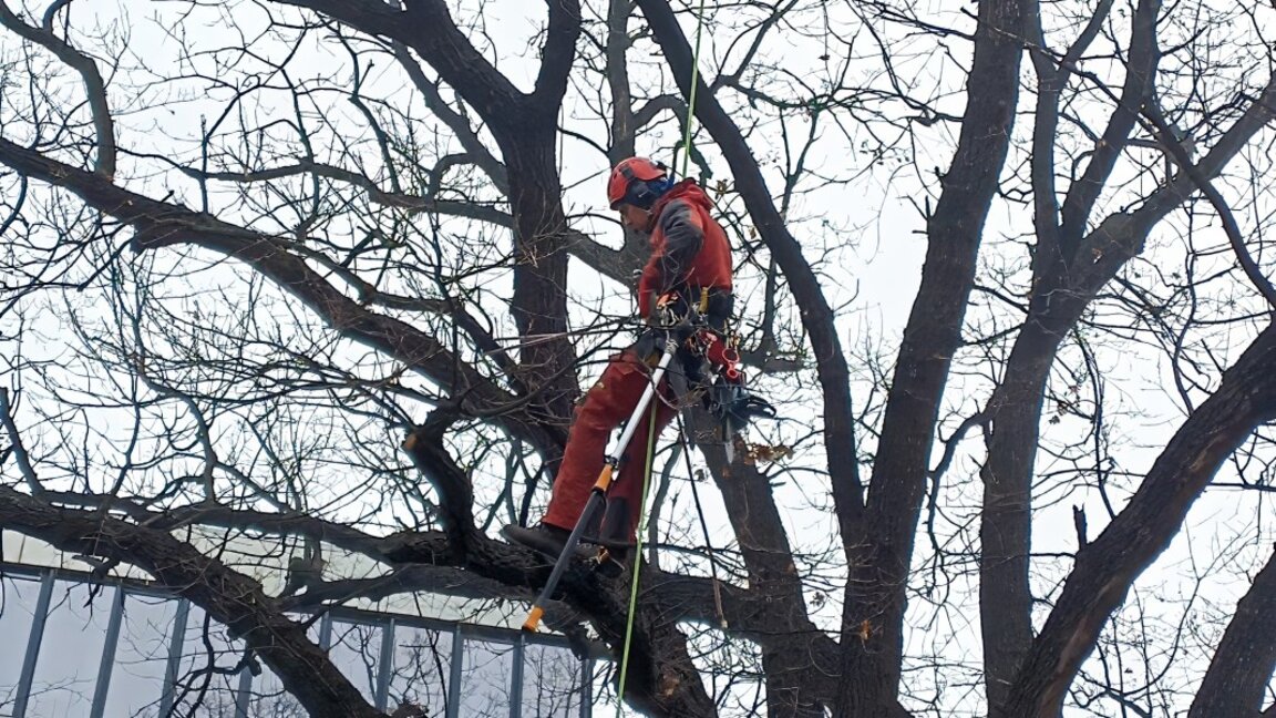 Арбористи спасяват "Дъбът на Гео Милев" в Стара Загора