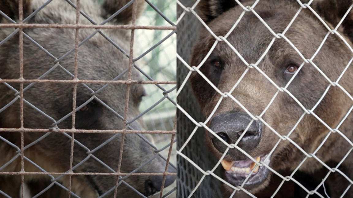 Dos osos de Argentina encuentran refugio en Belitsa