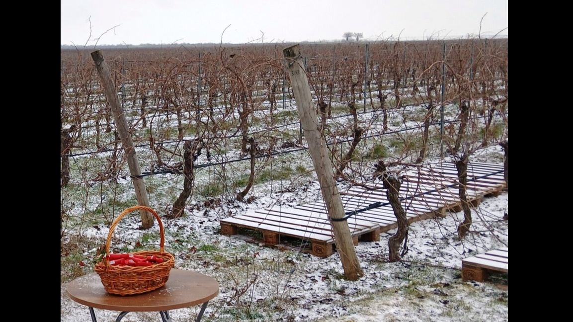 Тържества за Деня на лозарите подготвят в Община Кула