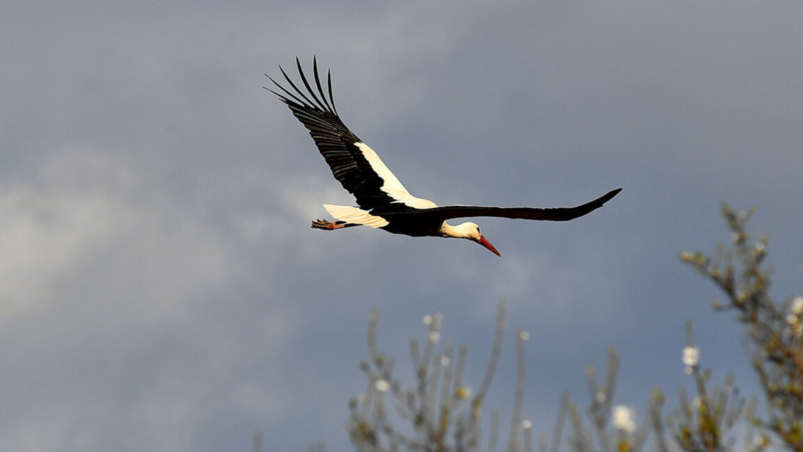 Wettervorhersage für Mittwoch