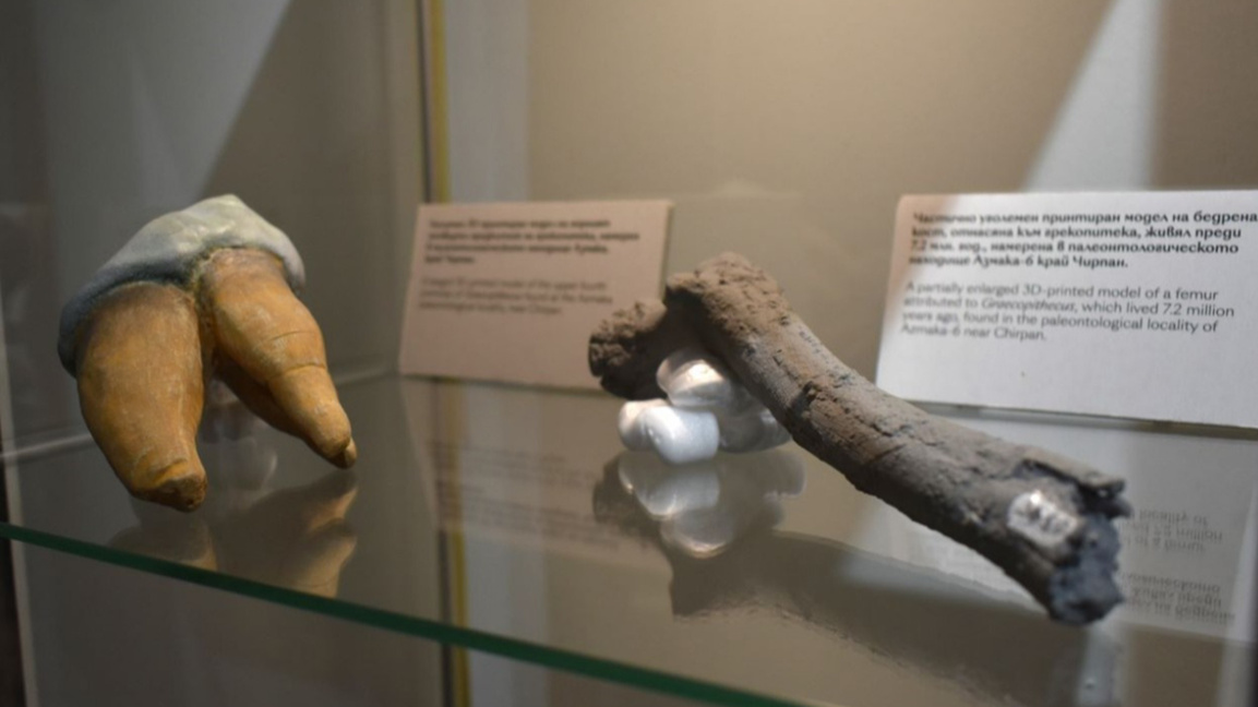 Zbulim në Bullgari tregon se paraardhësit e njeriut kanë ecur në dy këmbë 