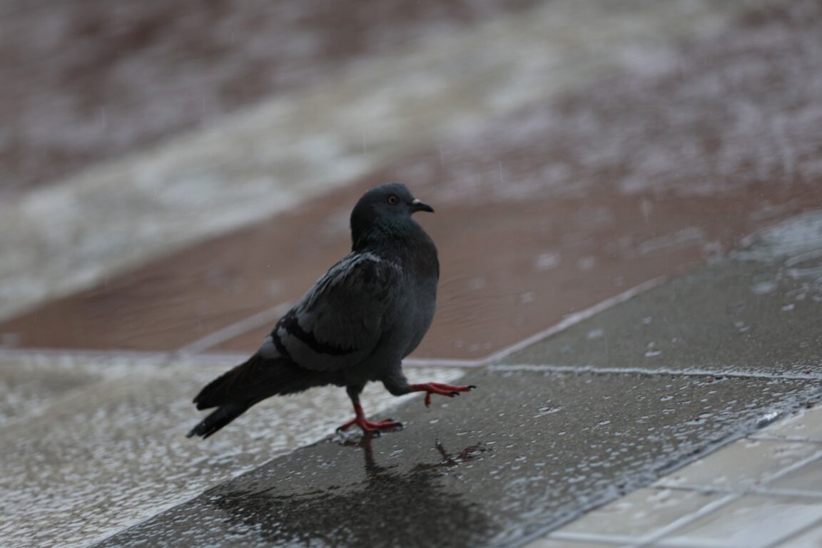 Parashikimi i motit për 16 majin 2024