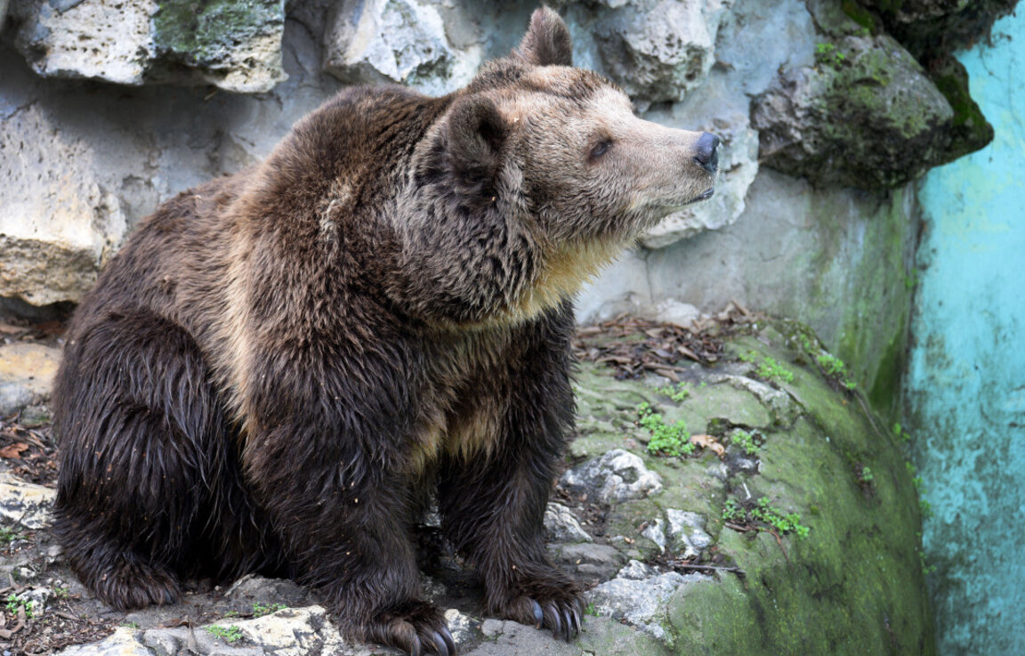 На Блговец реките се затоплят,  мечките се къпят след зимен сън