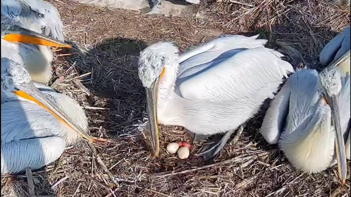 Le premier bébé pélican est né près de Toutrakan...