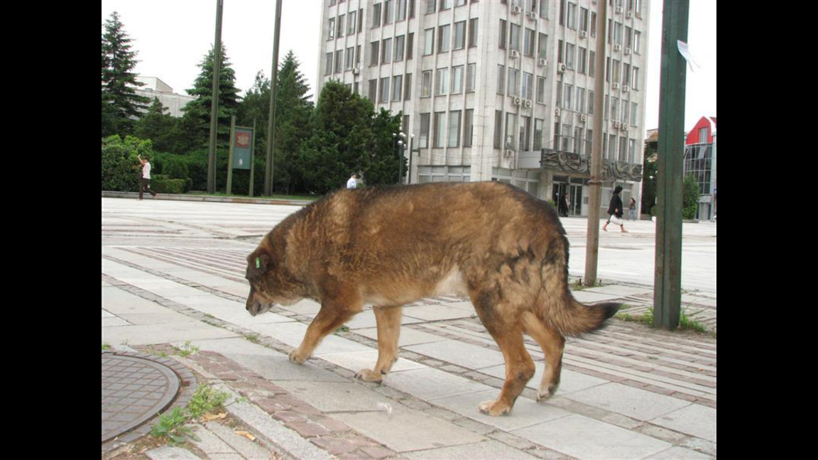 Бездомно куче