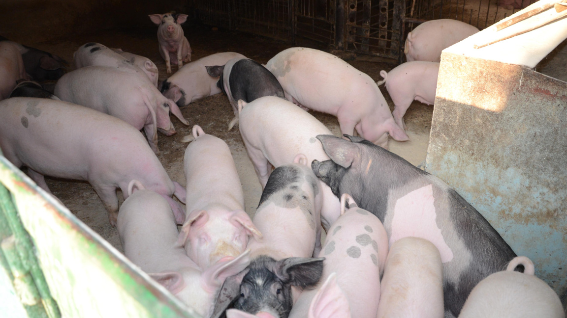 Свине - Снимката е илюстративна