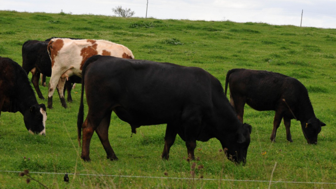 Превантивни мерки срещу разпространението на шап в Пазарджишко