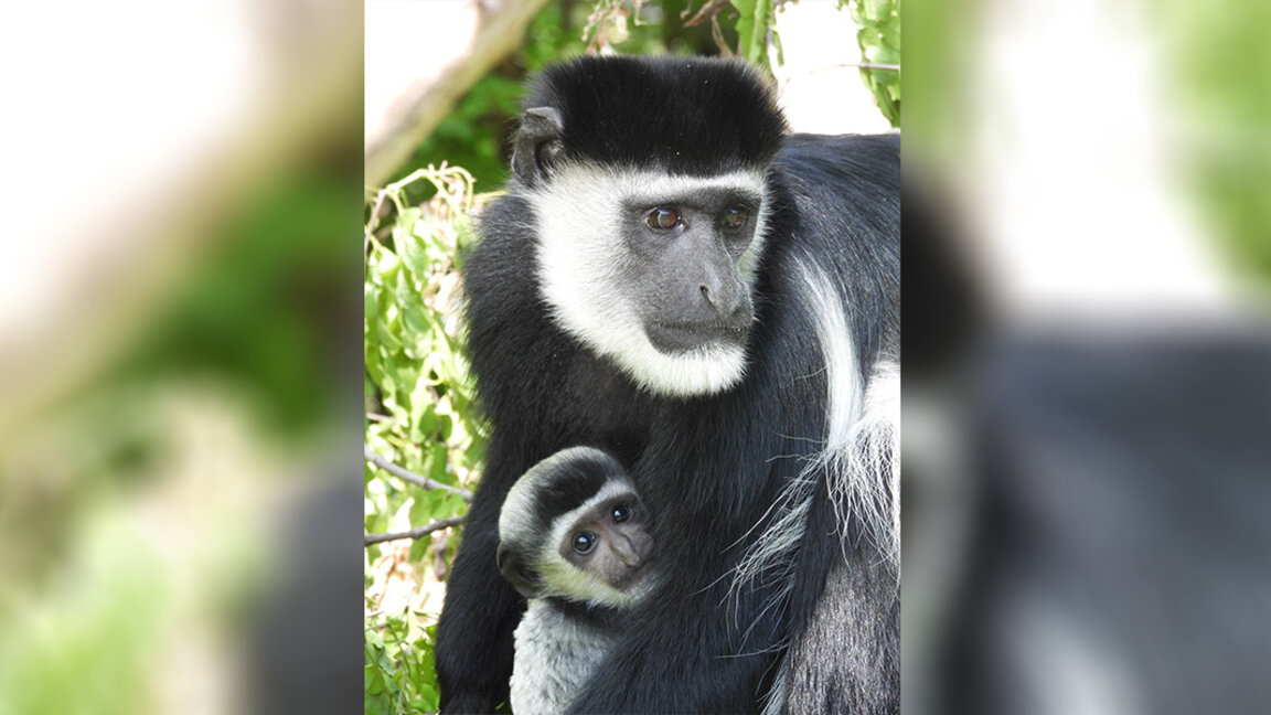 Kopshti zoologjik i kryeqytetit me një shtesë të re të kolobusit ekzotik