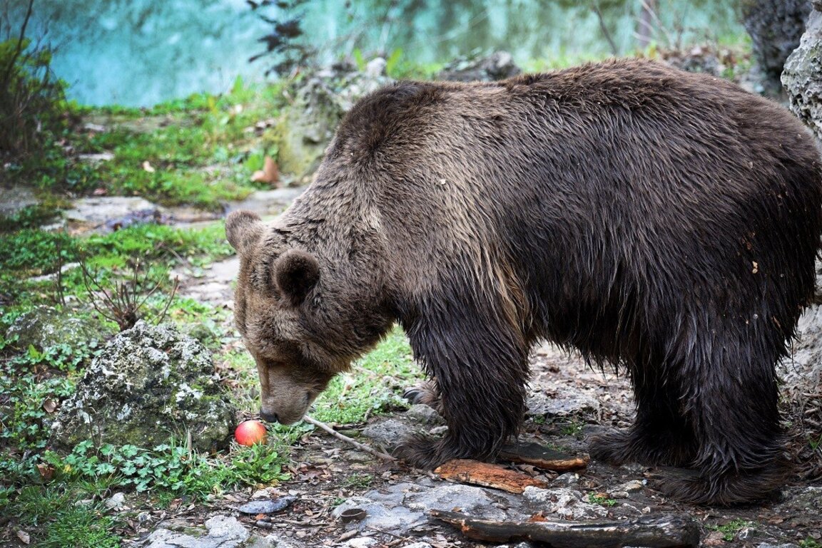 Beware of the bear! Locals report growing number of bear encounters