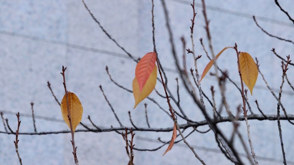 Météo : Vigilance jaune et orange fortes pluies et neige…