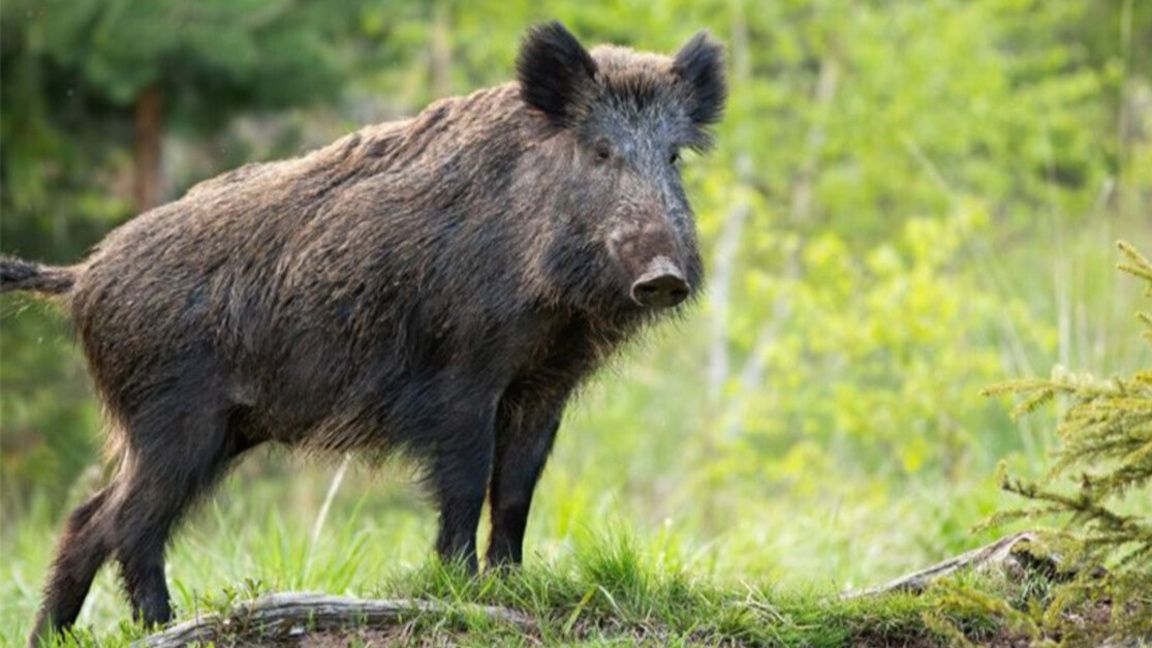 Задържаха трима за бракониерство 