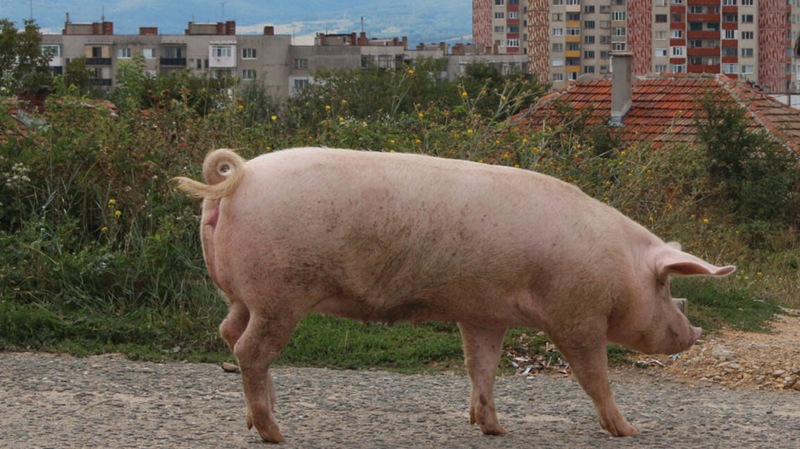 Concedidos 42 millones de euros para el tratamiento humano hacia los cerdos y las aves de corral