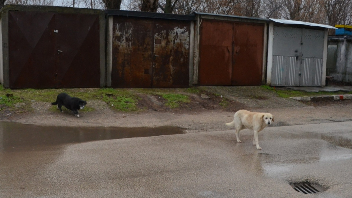 Бездомни кучета във Видин