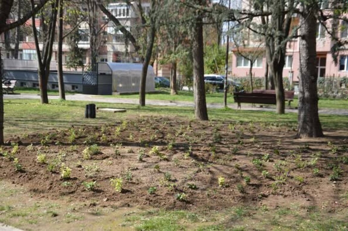 Нови видове храсти в Градската градина в Благоевград