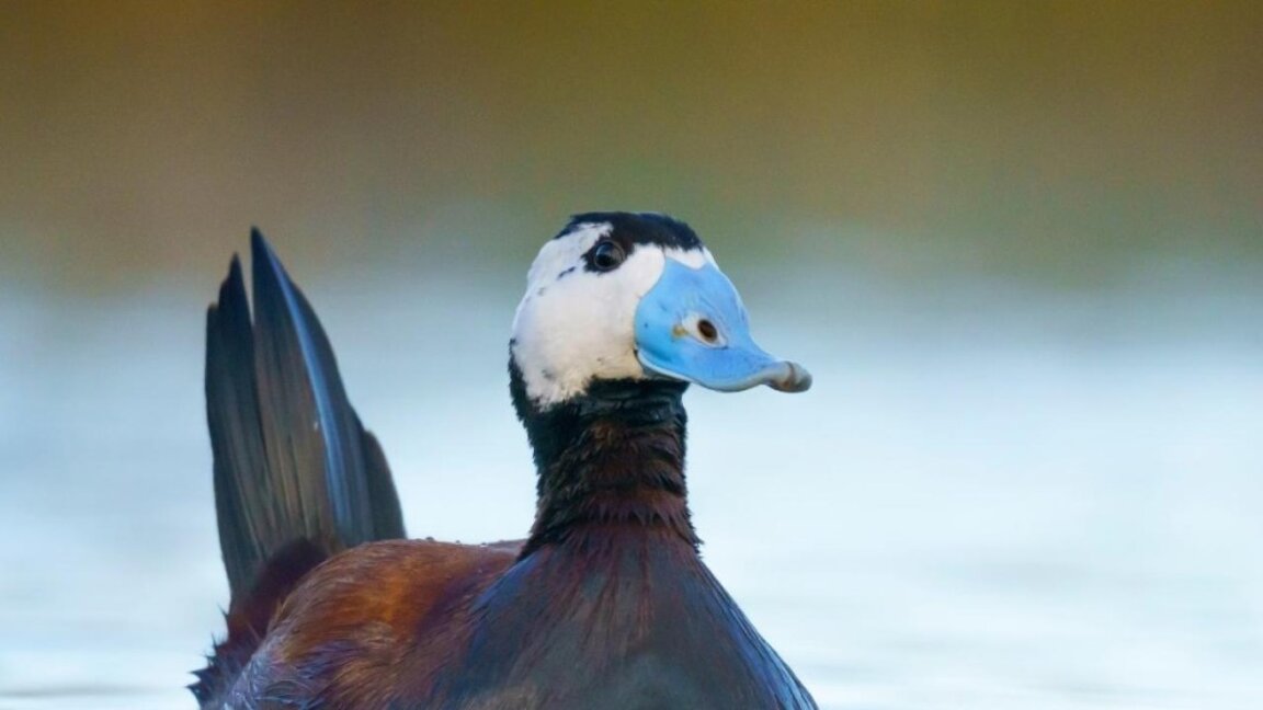 Тръноопашат потапник