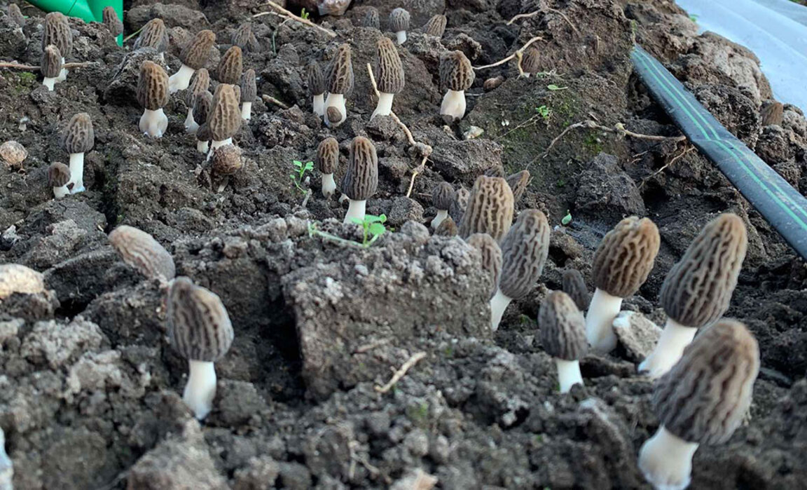 Гъби смръчкула (Morchella)