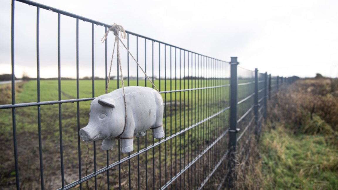 играчка-прасенце е закачена на оградата по границата между Дания и Германия, изградена за да спре преминаването на диви прасета и разпространението на АЧС