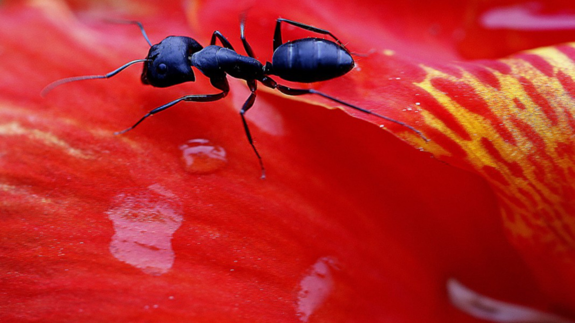 Китаец е задържан в Кения при опит да изнесе над 2000 мравки