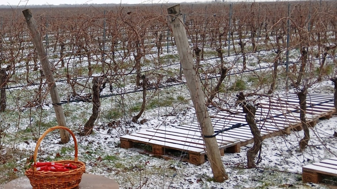 В най-големия лозов масив във Видинско отбелязаха Трифон Зарезан