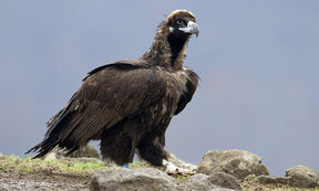 The town of Madzharovo hosts the Vulture Festival
