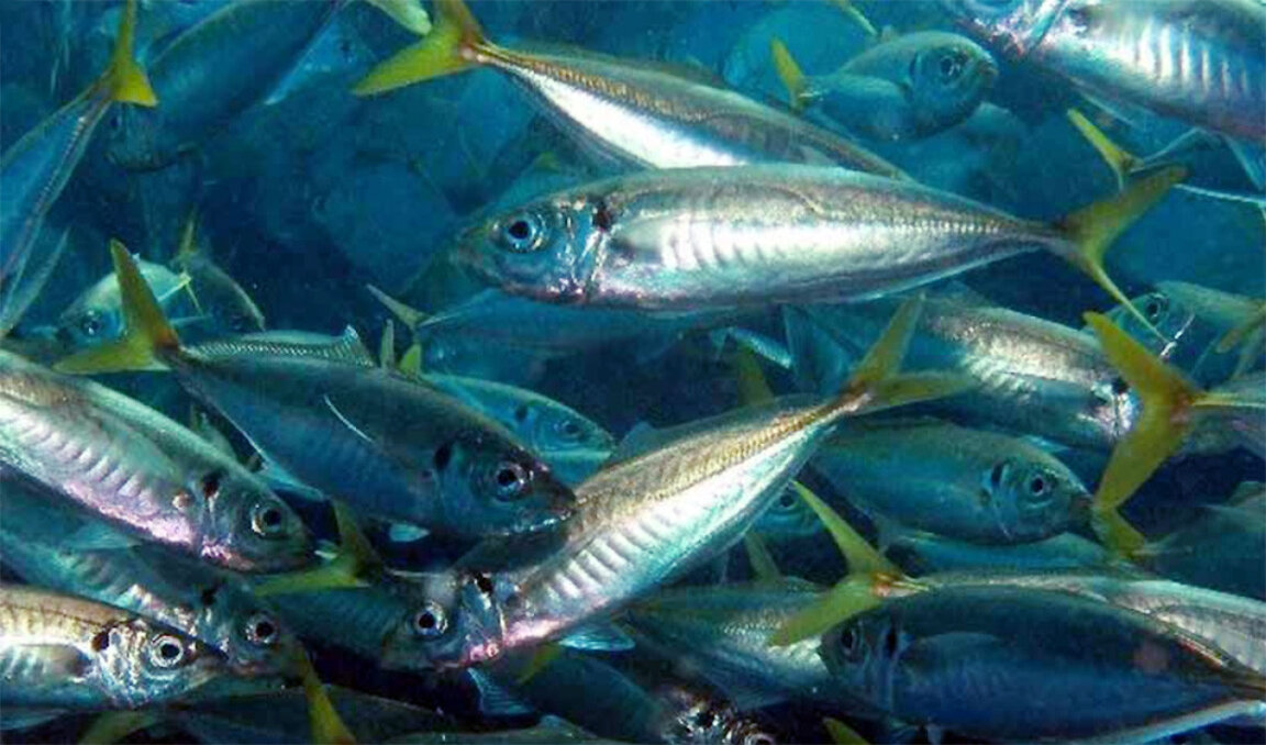 Los peces del mar Negro se esconden en las profundidades a causa del calentamiento del agua