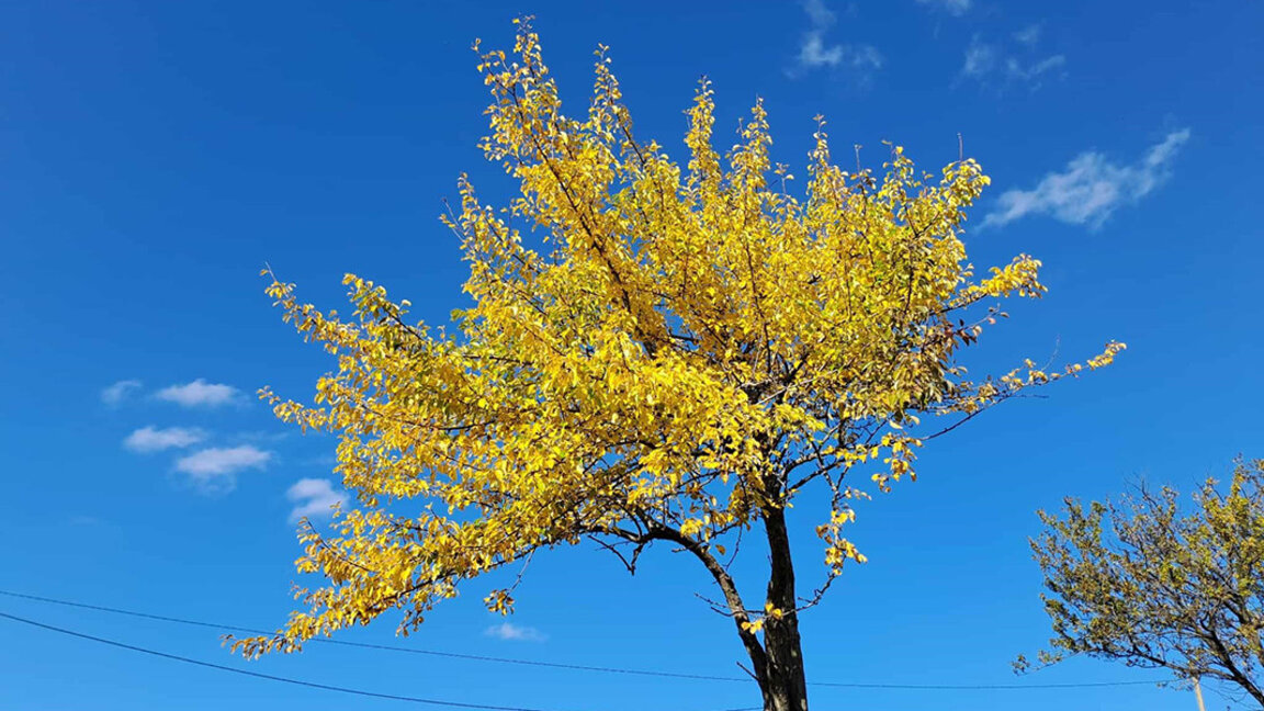 Noiembrie începe cu vreme caldă de toamnă
