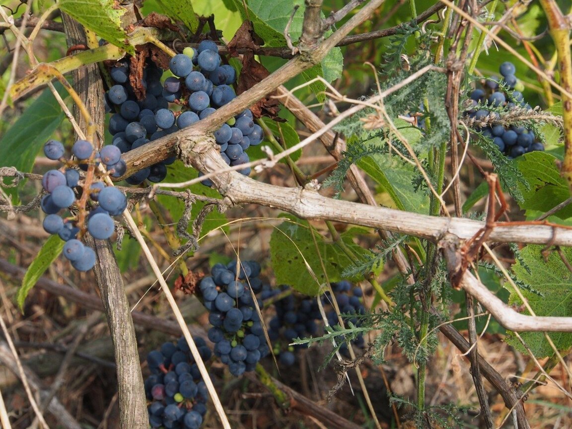 La Bulgarie doit être présentée comme un pays vinicole aux traditions séculaires...