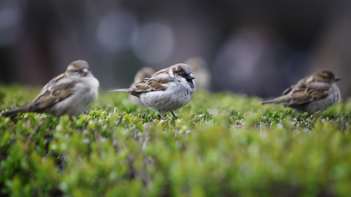 Parashikimi i motit për 21 prillin 2026