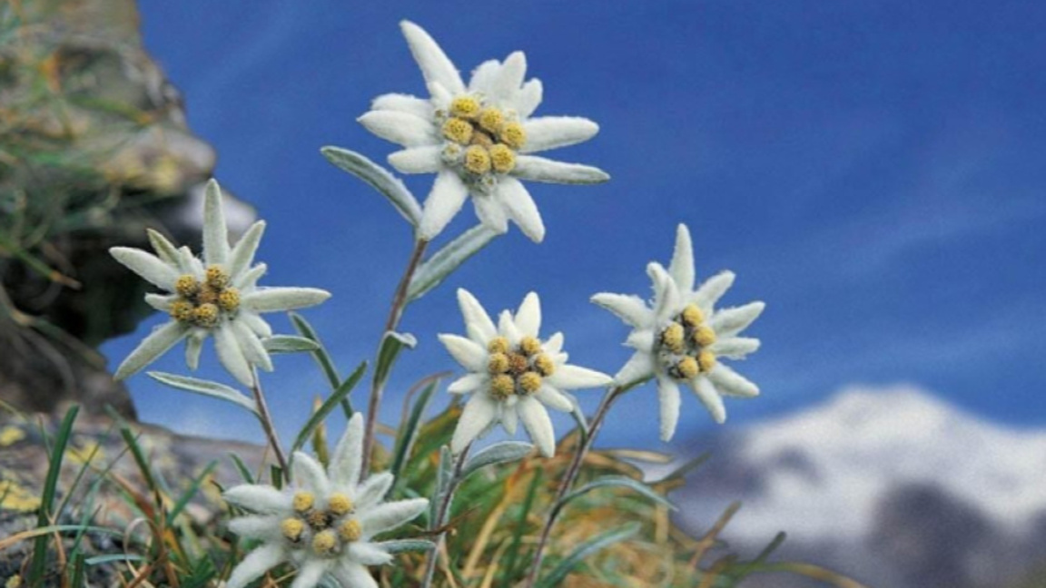 С усмивка в събота