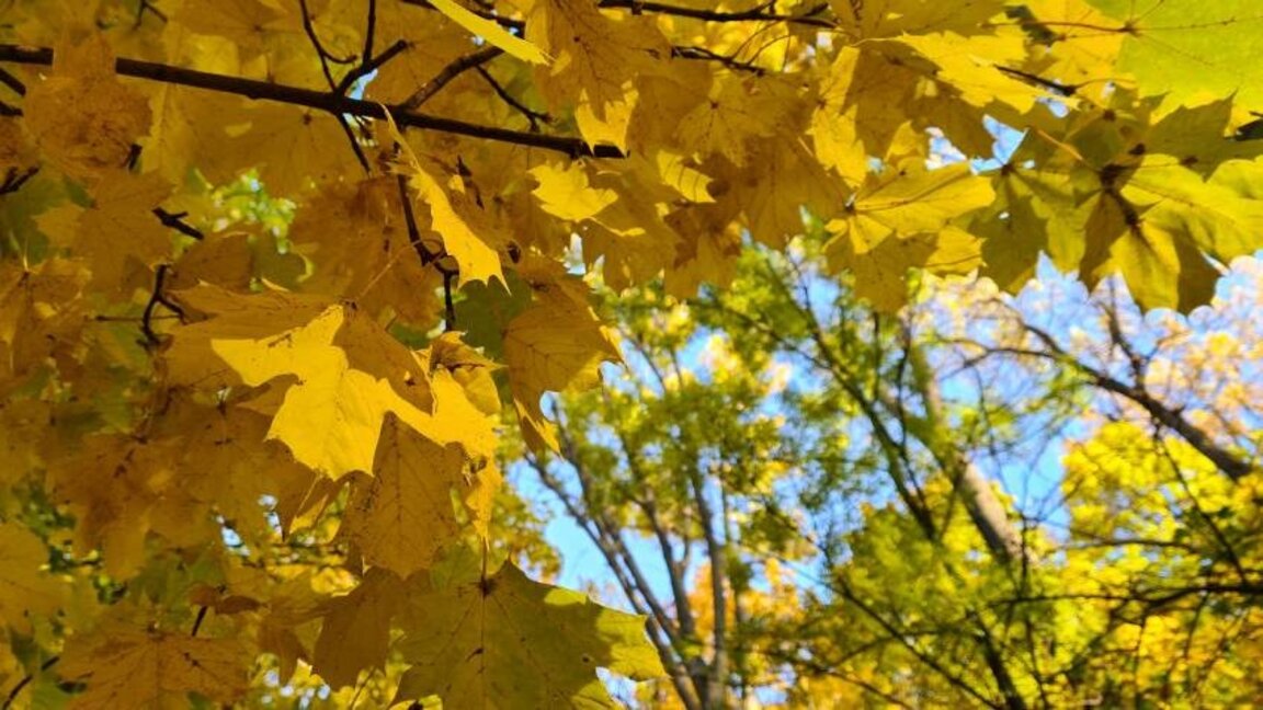 Прогноз погоды на 12 ноября