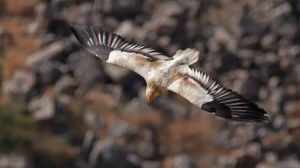 Le vautour égyptien est de retour en Bulgarie