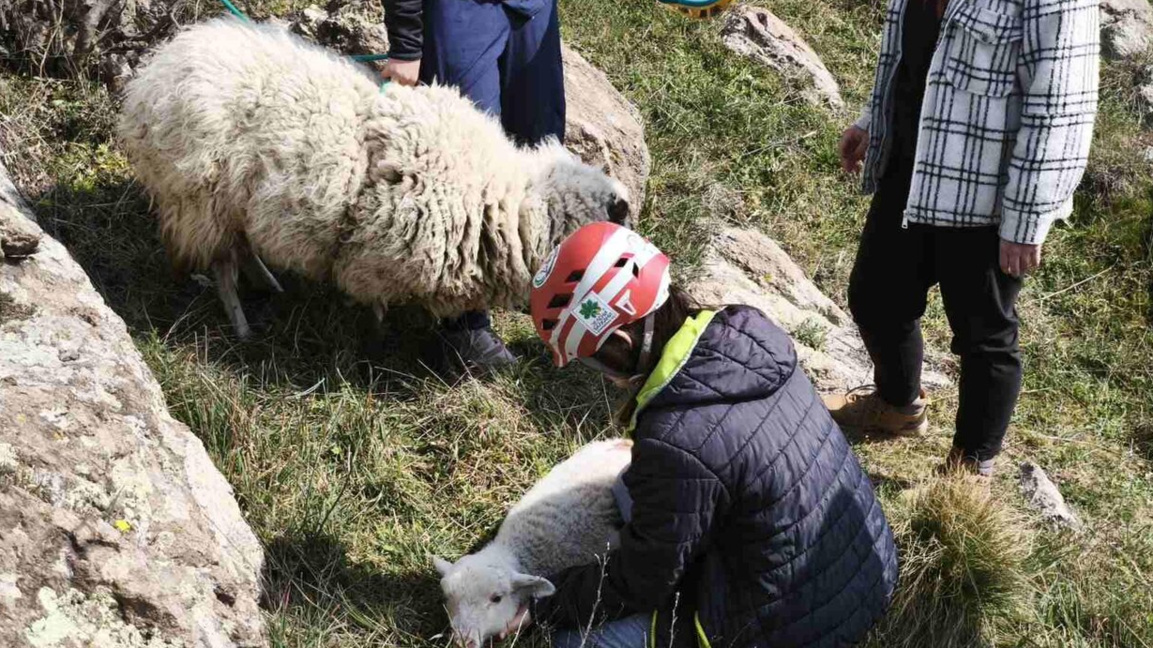 Climbers save two of three sheep stranded in a ravine near Kardzhali